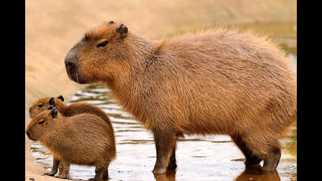 Pachacámac: Aprende qué come la capibara y aliméntalo tú mismo