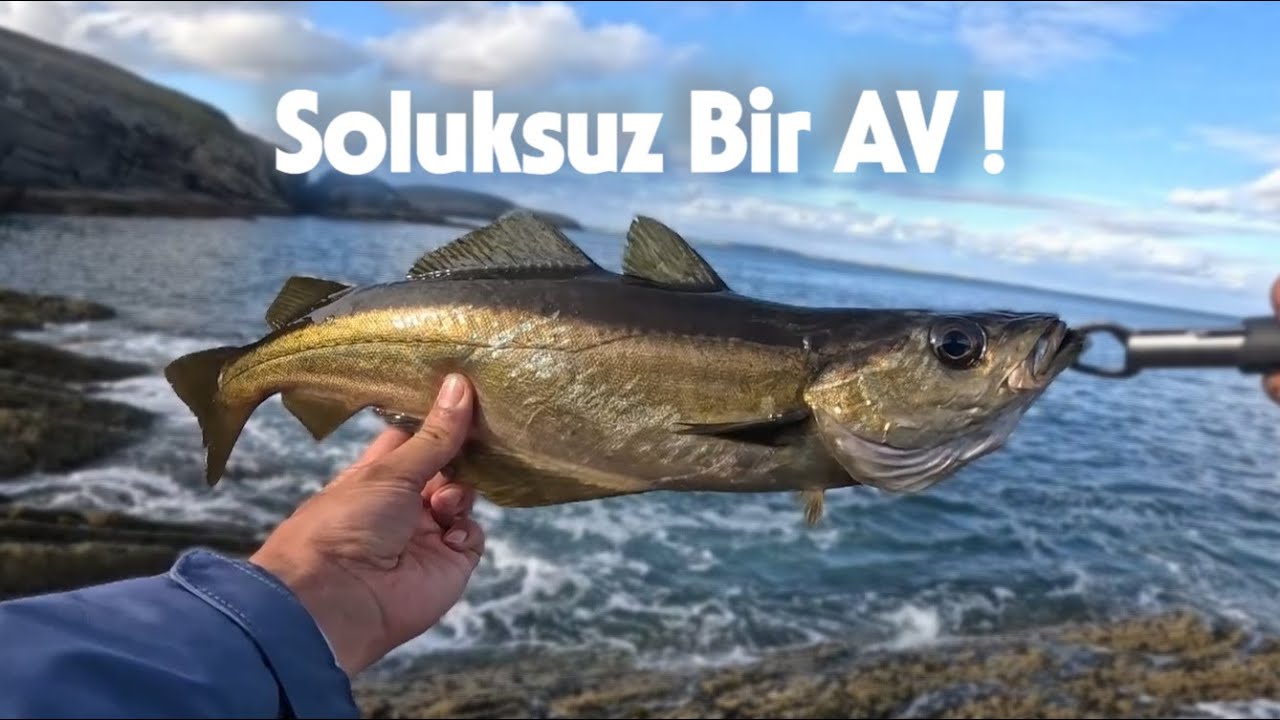 Balık Coştu, Kalama Ağladı! Soluksuz Bir At Çek Spin Balık Avı!