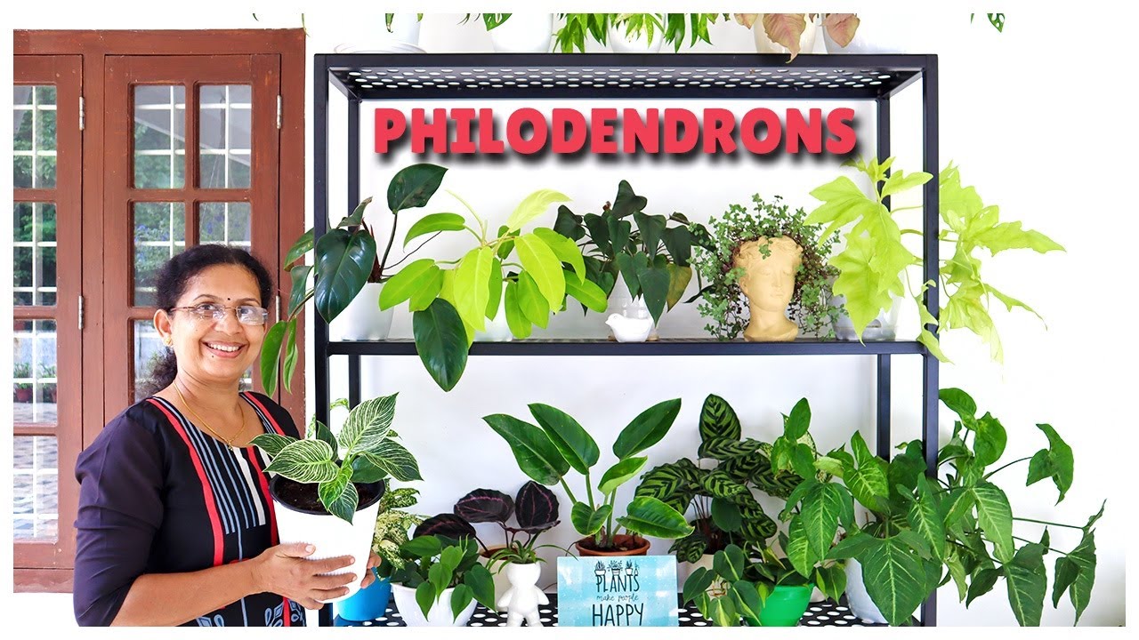 Philodendron Varieties: Care & Propagation