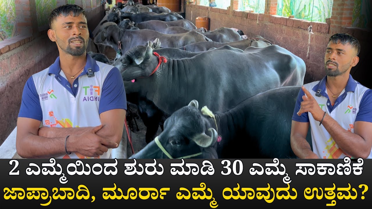 2ಎಮ್ಮೆಯಿಂದ ಶುರು ಮಾಡಿ 30 ಎಮ್ಮೆ ಸಾಕಾಣಿಕೆ|ಜಾಪ್ರಾಬಾದಿ, ಮೂರ್ರಾ ಎಮ್ಮೆ ಯಾವುದು ಉತ್ತಮ? !Murrah Buffalo dairy