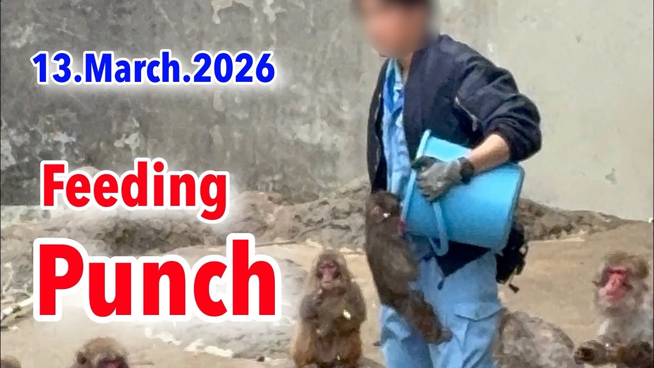 13.March.2026 feeding Punch #がんばれパンチ #punchthemonkey 