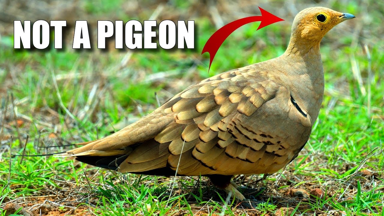 Sandgrouse Facts: NOT a DOVE 🪽 Animal Fact Files