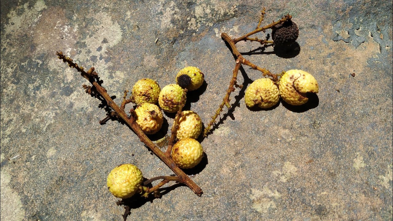 Wild longan in Borneo jungle (Dimocarpus longan var echinatus)