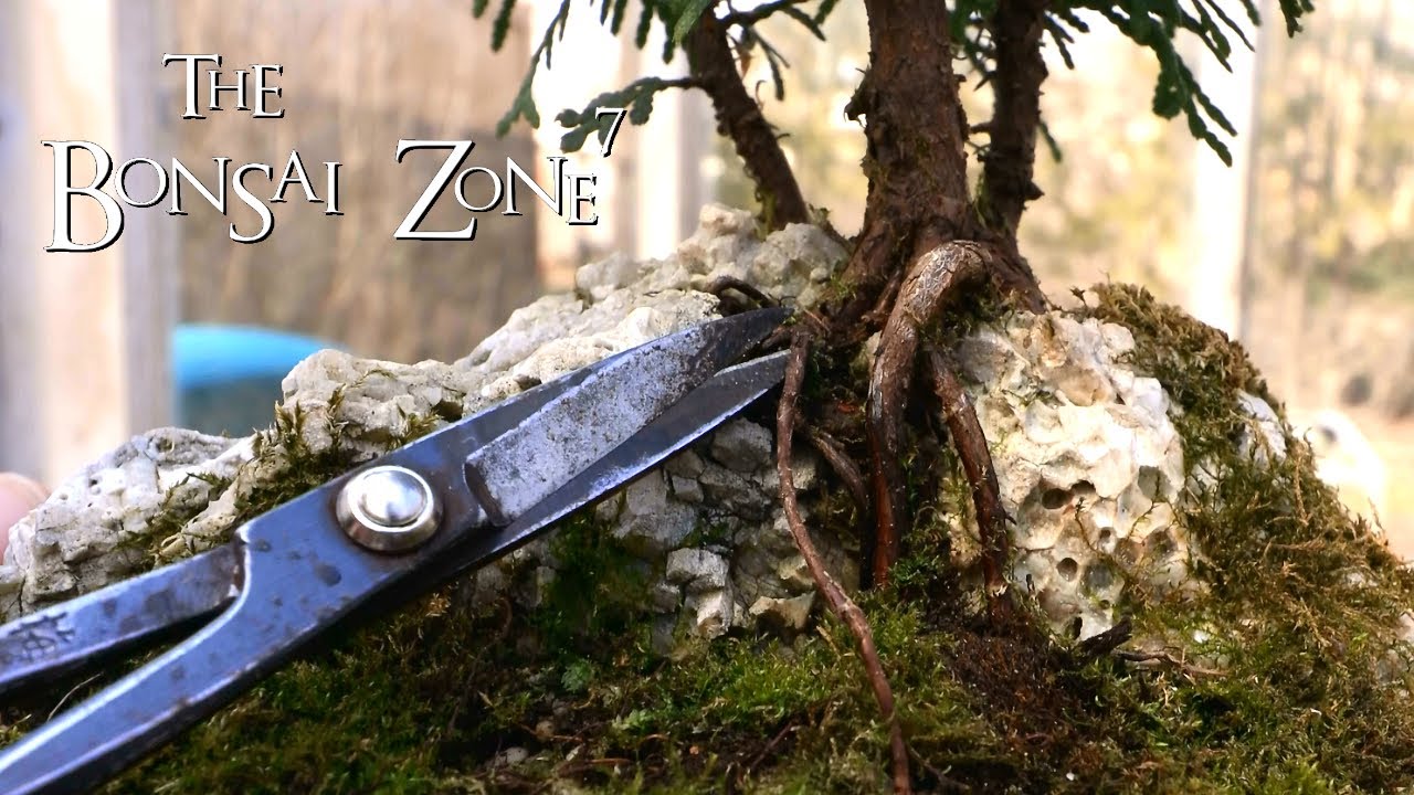 Pruning Three Different Cedar Bonsai, Part 1, The Bonsai Zone, April 2020