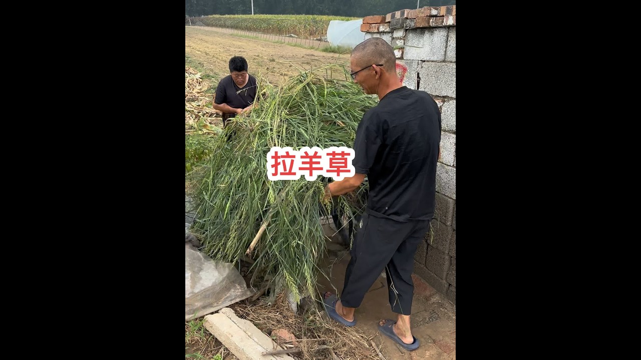 砖哥今天咋回事，一说话就上头……#创作灵感 #我的乡村生活 #新农人2024 @海娇（金砖哥嫂子小号）