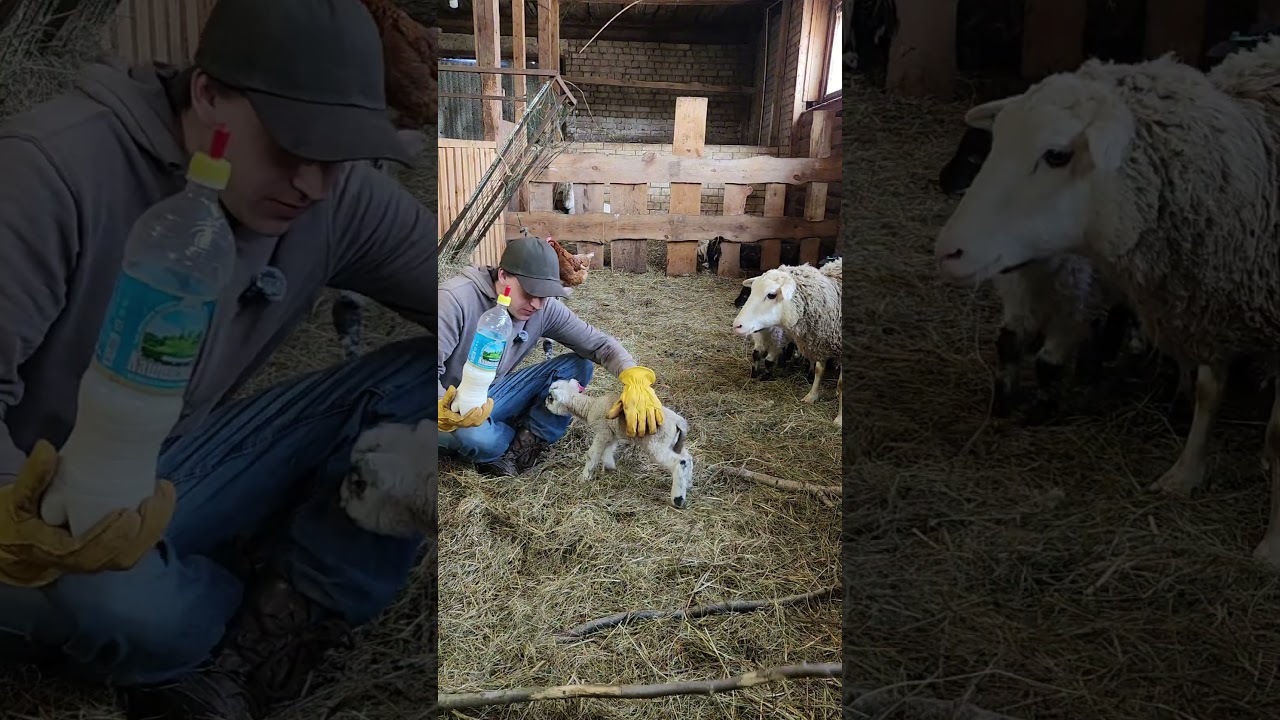 Как кормить ягнёнка если он сопротивляется?! #farming #животные #sheep #farmlife
