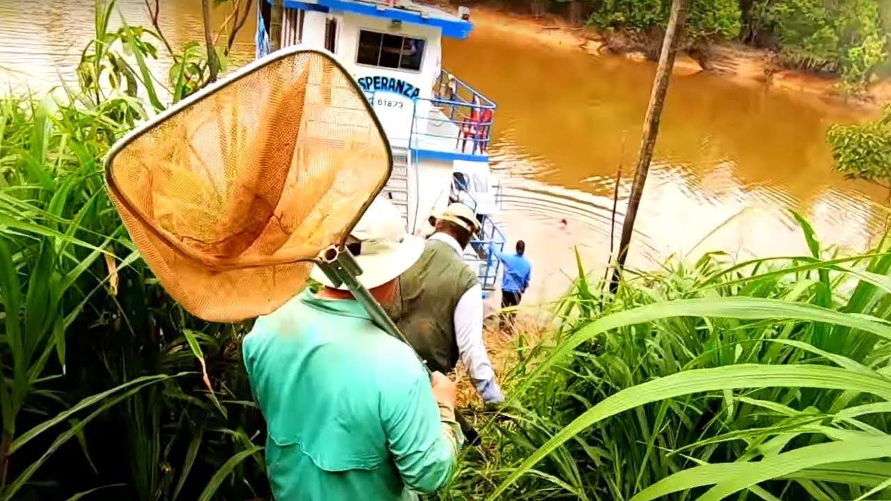 Never Seen a Wild Angelfish Do This Before! [Peru Collecting]