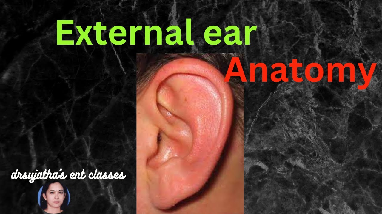 002. External Ear Anatomy  #anatomy of pinna   #External auditory canal