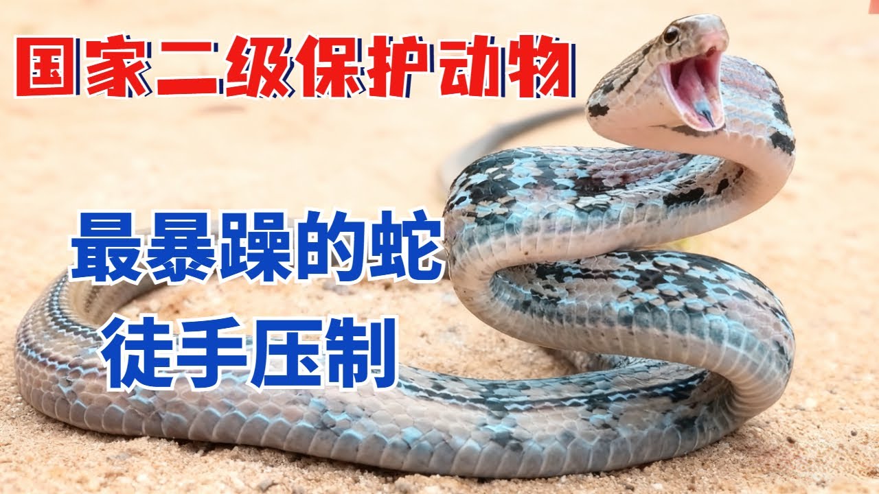 性格最暴躁的新品种蛇，谁料被徒手制伏后，竟频频装死