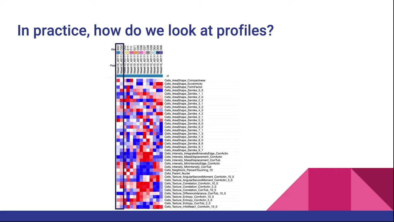 The beginner's guide to morphological profiling (Morphological profiling, part 1)