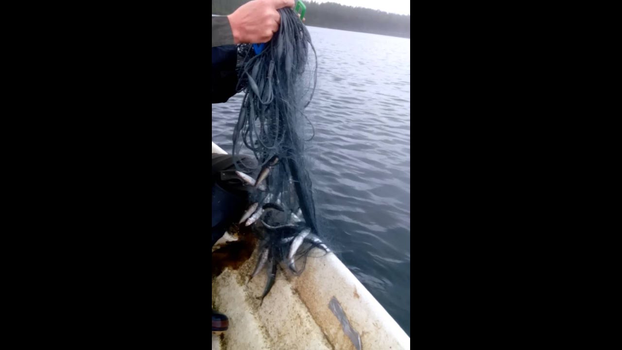 Muikkua Pietarinverkolla osa 2