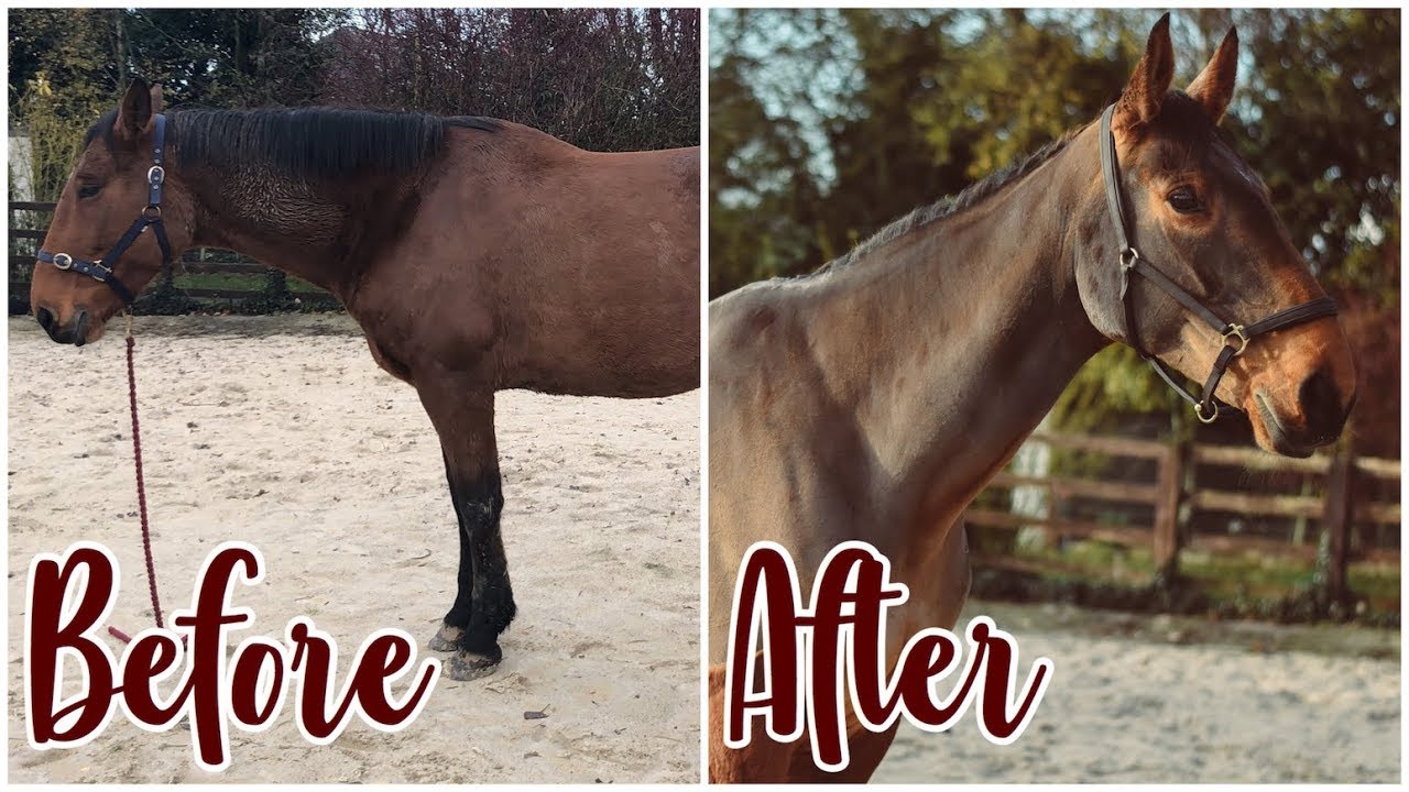 HUGE HORSE MAKEOVER // Washing, Clipping, Pulling mane
