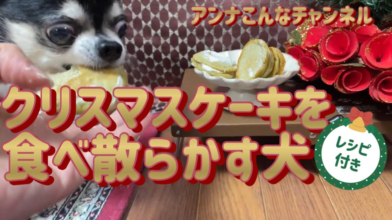 【チワワ】🎄🎁手作りツリーケーキが高すぎて近づけない？🐶最後は豪快に食べ散らかす！（犬用ケーキのレシピ付き）📝※修正版