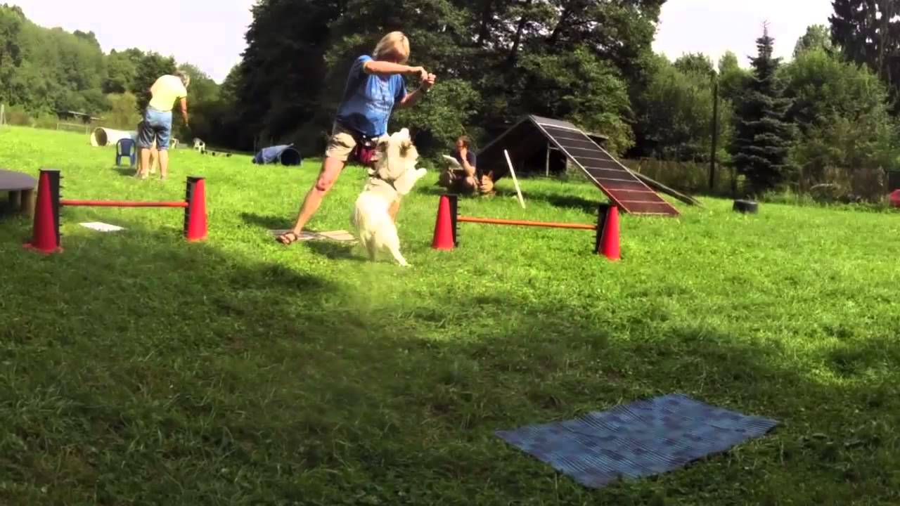 Hundetraining Crossdogging - Meringa beim Einparken