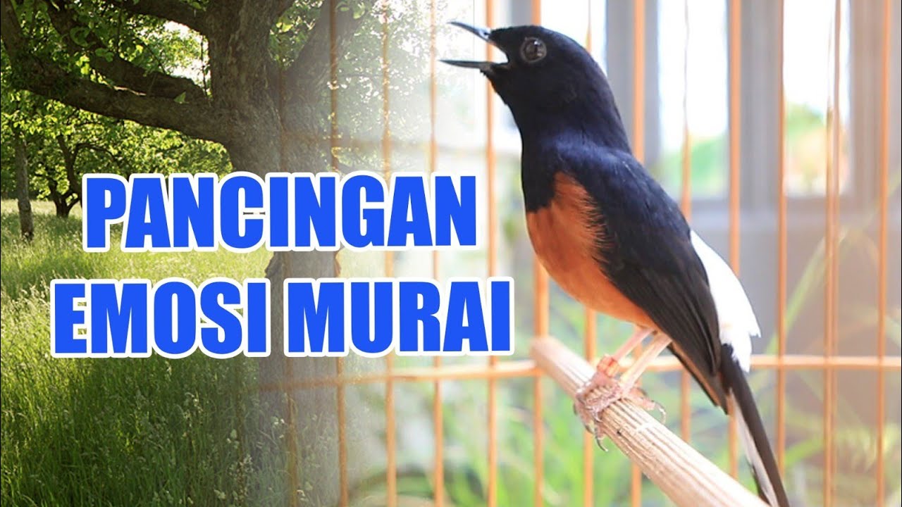 🔴 PANCINGAN MURAI BATU BONGKAR ISIAN, NAIKKAN EMOSI MURAI BATU MALAS BUNYI AGAR GACOR
