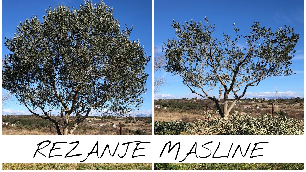Rezanje maslina - Tomislav Čirjak