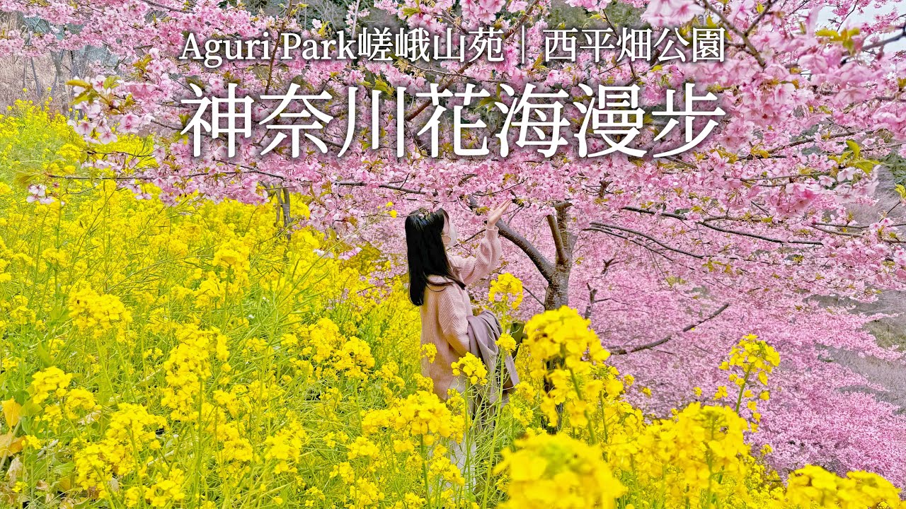 神奈川｜被淹沒在油菜花跟櫻花的花海中｜雨天依然美到不行的Aguri Park嵯峨山苑、西平畑公園、日本最厚的豬排｜東京近郊、日本旅遊、日本旅行、Satori日本生活