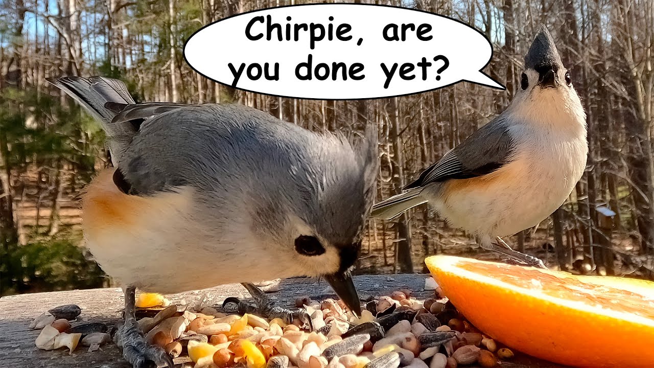Meet Chirpie the Tufted Titmouse: Listen to Her Beautiful Songs and Calls
