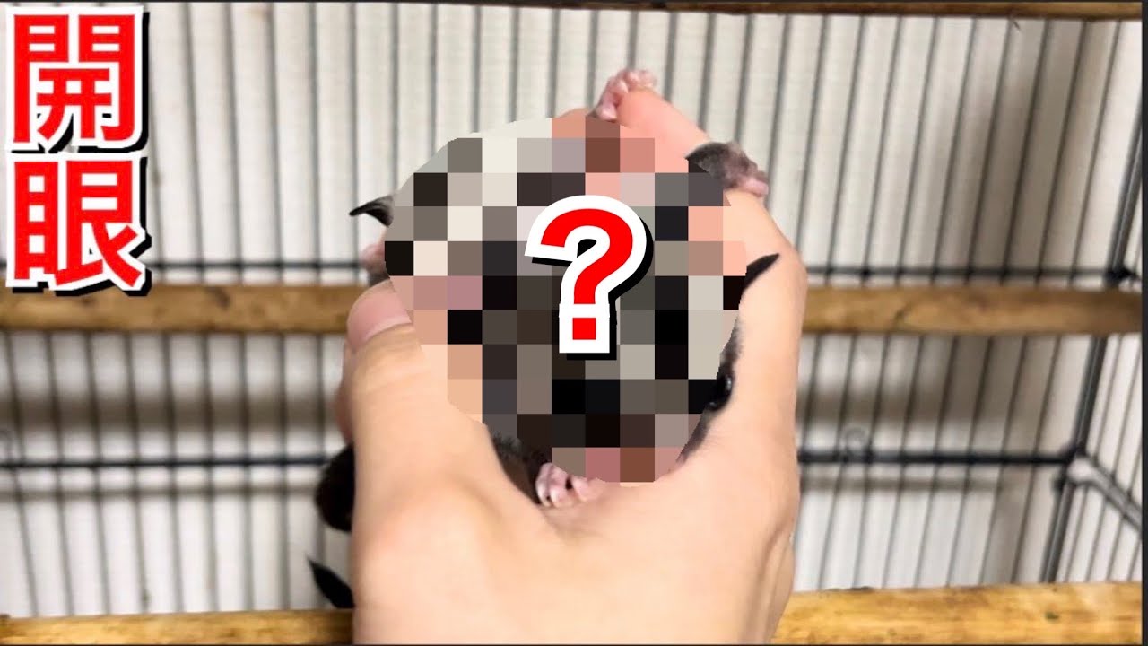 自宅で産まれた双子のモモンガの赤ちゃんがついに開眼しました