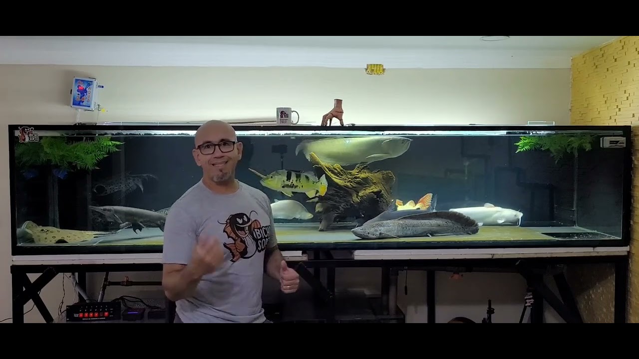 O segredo da Alimenta&ccedil;&atilde;o pra peixes jumbo .