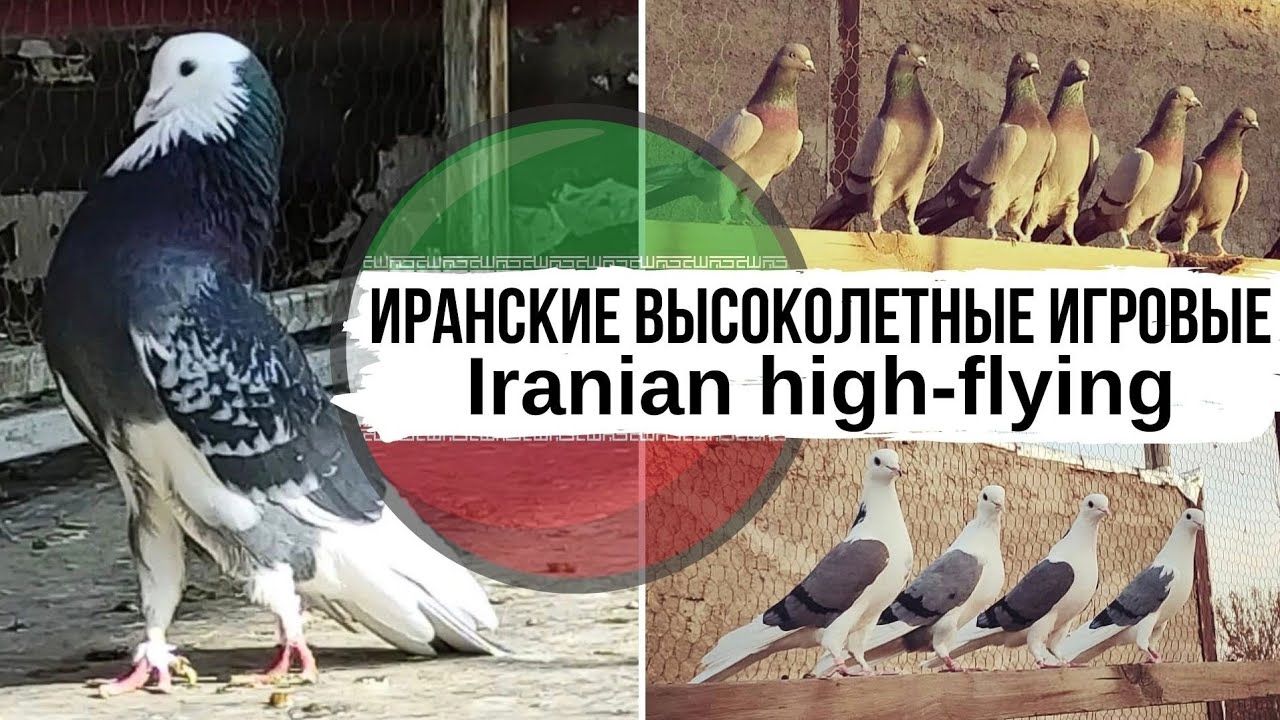 Иранские сизые, бокатые, акбаши | Высоколётные игровые голуби Ирана | Iranian high-flying pigeons
