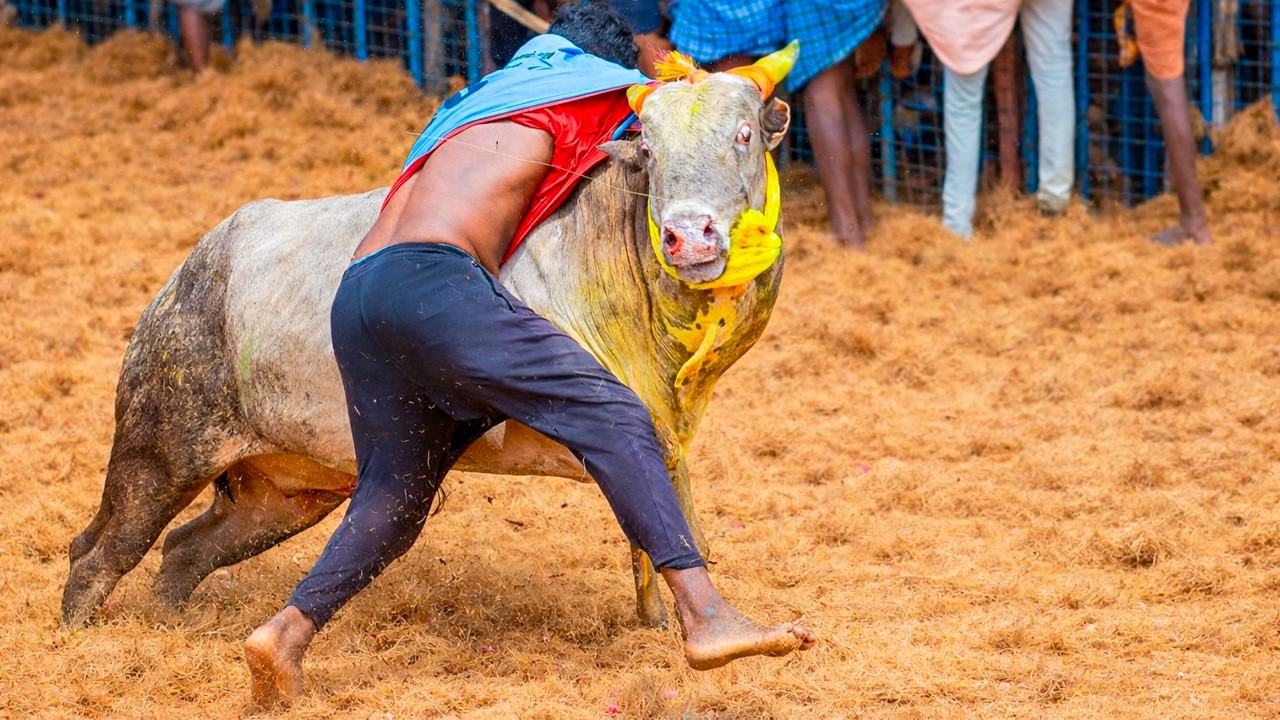 சத்திரவெள்ளாளப்பட்டி ஜல்லிக்கட்டு வீடியோ 2026 | Chathiravellalappatty Jallikattu Hilights Videos