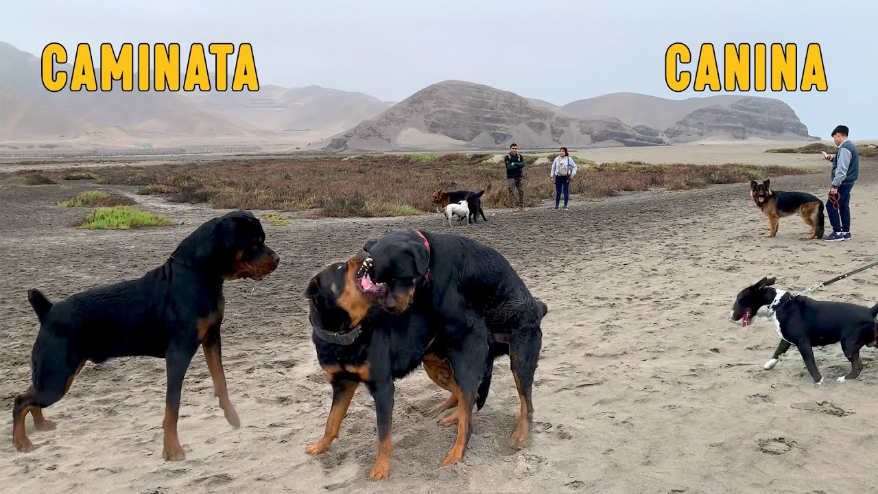 Perros De guardia y protecci&oacute;n coinciden en una caminata