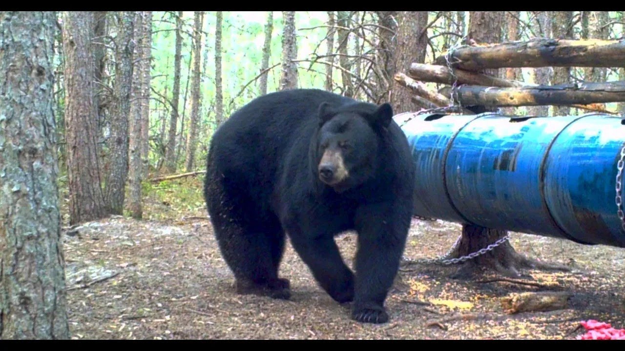 BIG BEAR SHOT COMPILATION | 2025