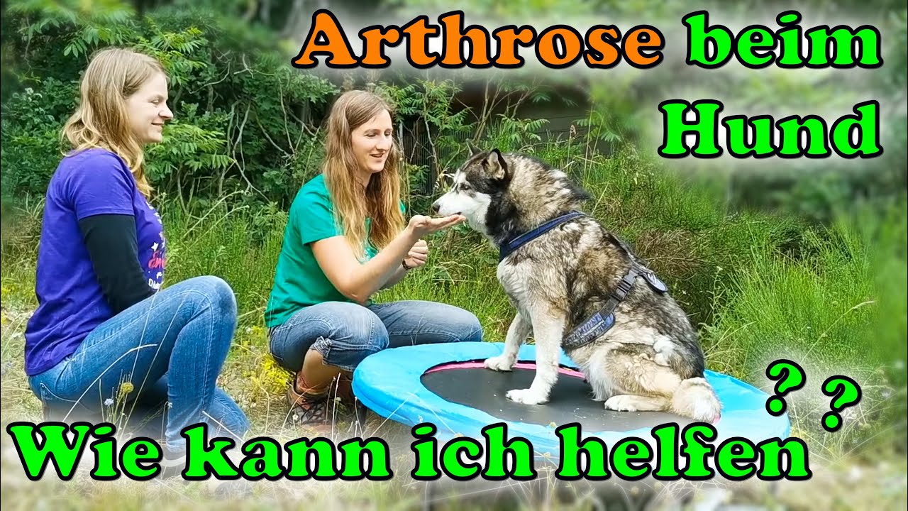 Arthrose und Therapie beim Hund / Was tun bei Arthrose ? /  Hundephysiotherapie / Nature Trails