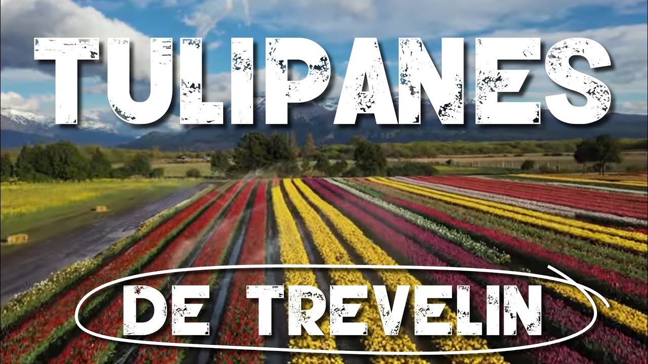 TULIPANES EN TREVELIN.
