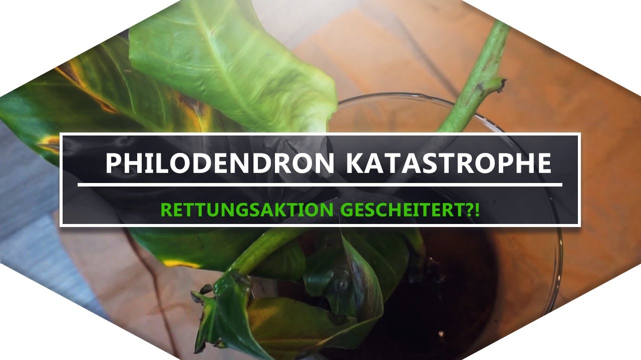 Philodendron KATASTROPHE 😱 | Ist mein PHILODENDRON SUBHASTATUM noch zu retten? | Rettungsaktion