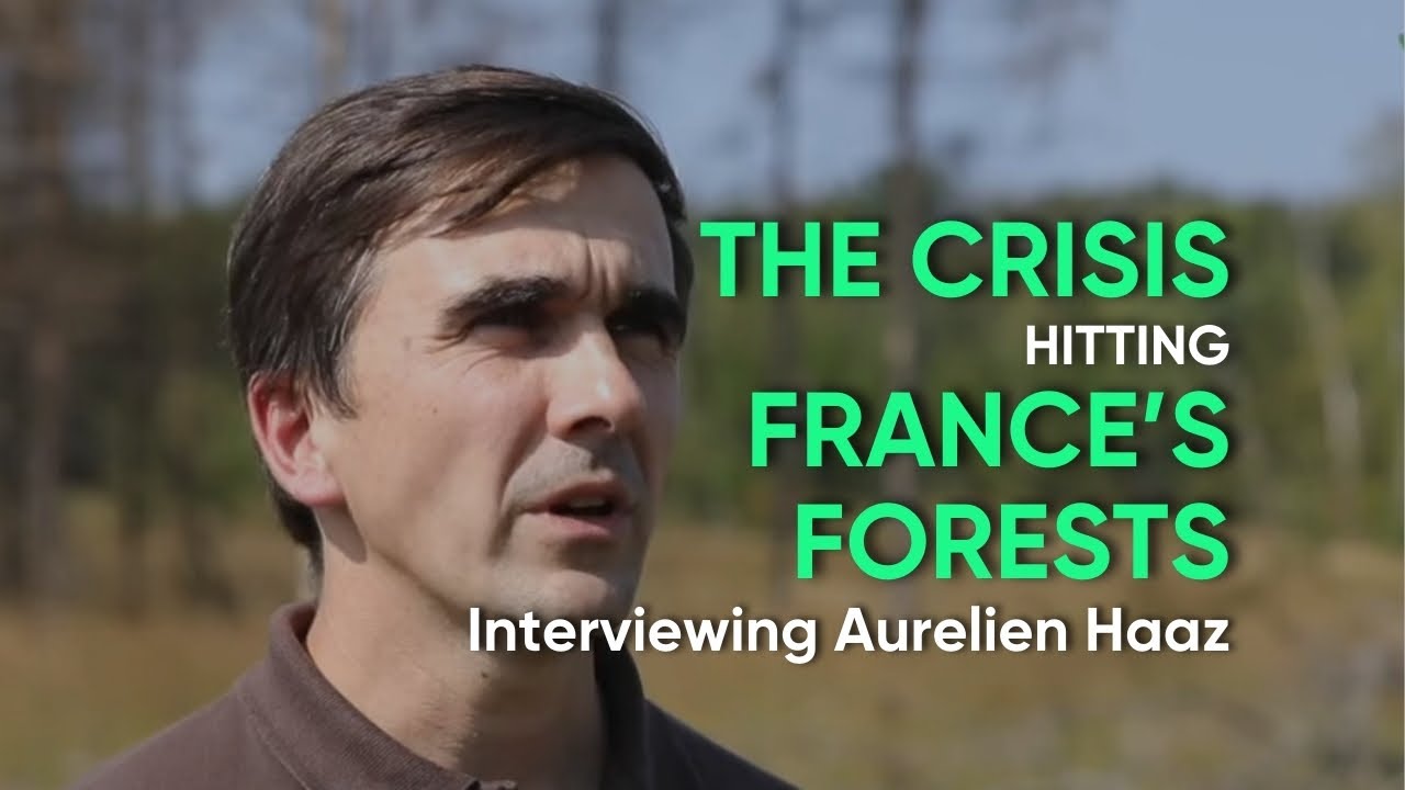 Interview Aurelien Haaz - Expert Forestier at Forestry Club France