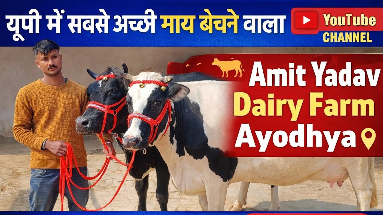 टॉप क्वालिटी की HF क्रॉस ब्रीड नस्ल की गाय बिक्री के लिए उपलब्ध Yadav Dairy Farm sohawal Ayodhya UP 
