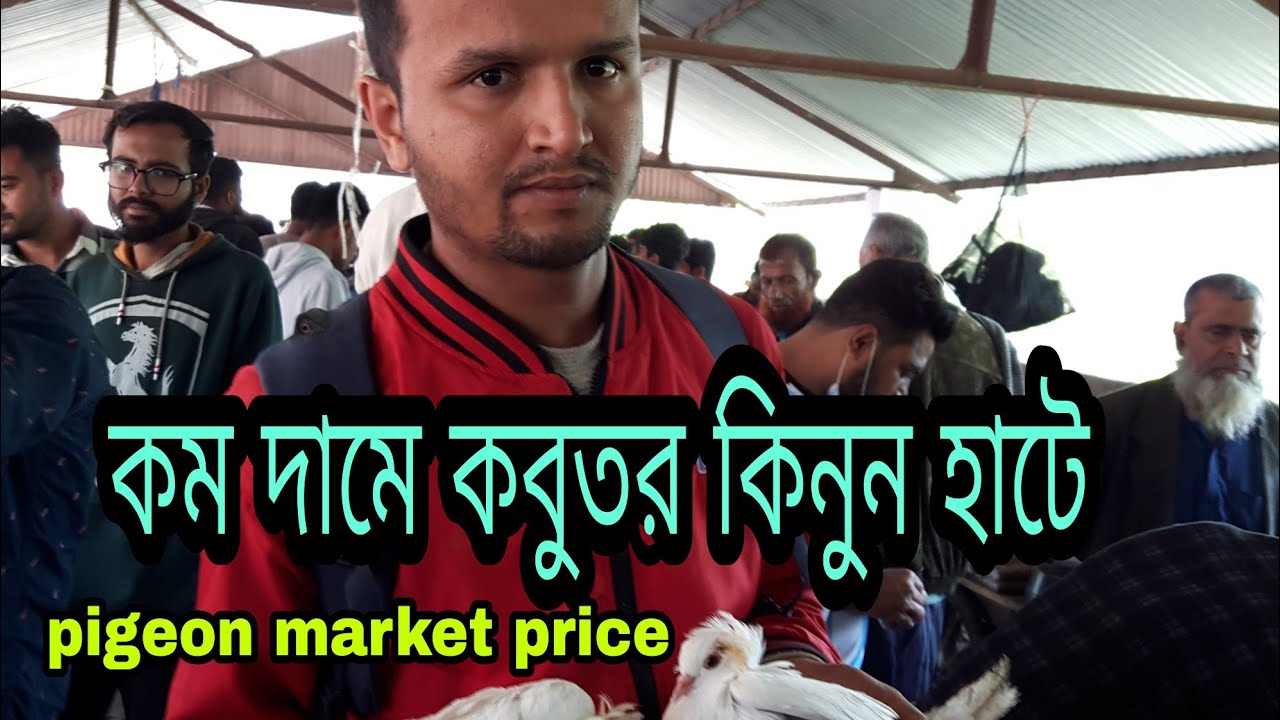 কবুতর পাখির হাট জমজমাট করটিয়া টাংগাইল সব চেয়ে কম দামে কবুতর কিনুন হােট Pigeon kabutor market BD sell