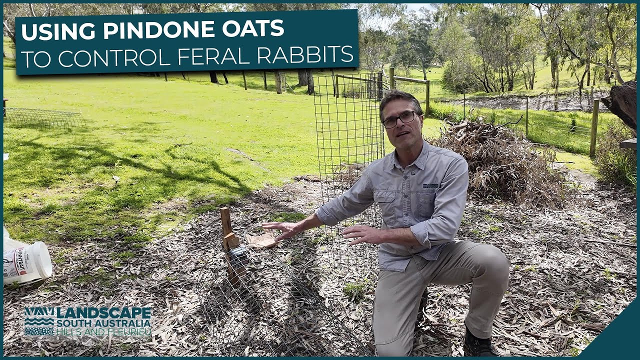 How to bait feral rabbits with Pindone Oats