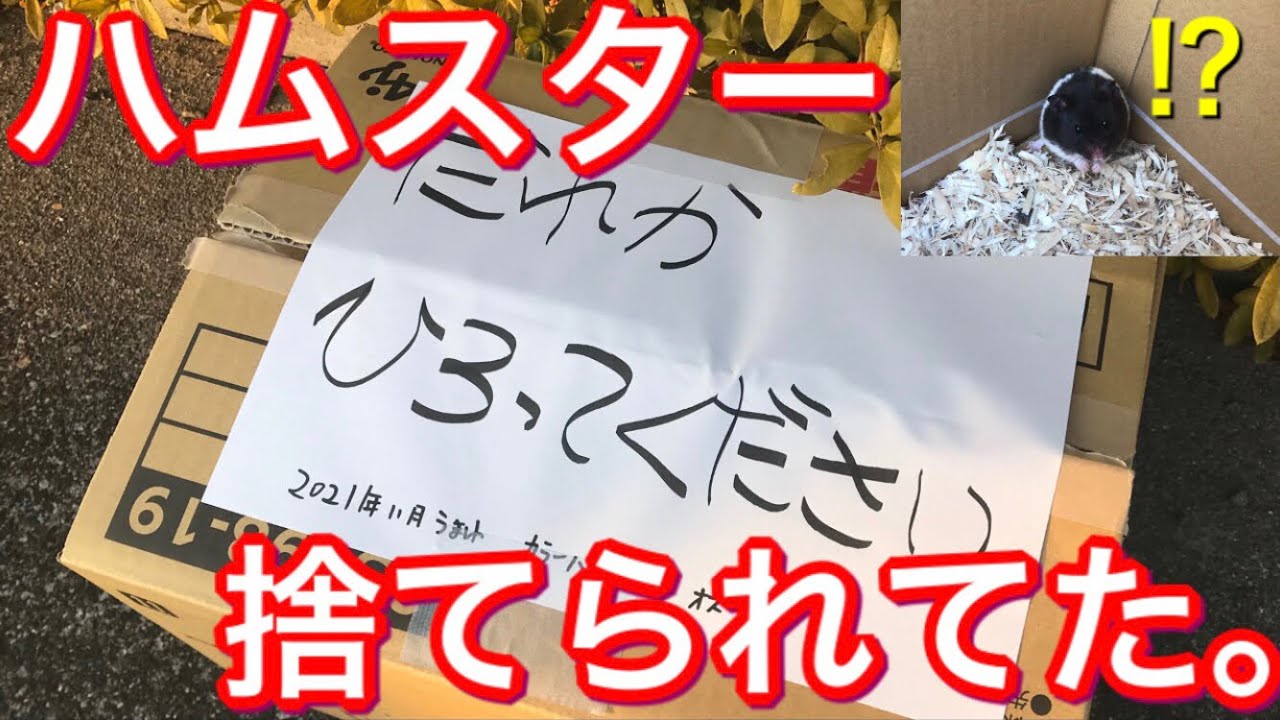 捨てハムスター拾いました。I picked up an abandoned hamster！！
