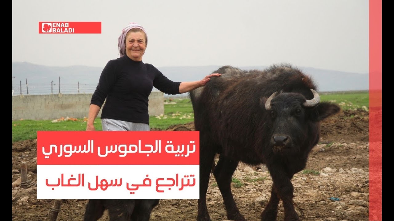 حماة.. تربية الجاموس السوري تتراجع في سهل الغاب