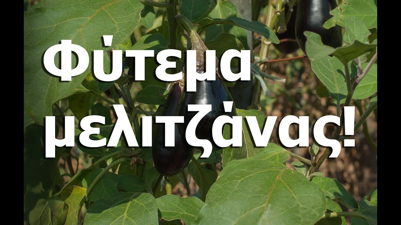 Φύτεμα μελιτζάνας! (planting eggplants)