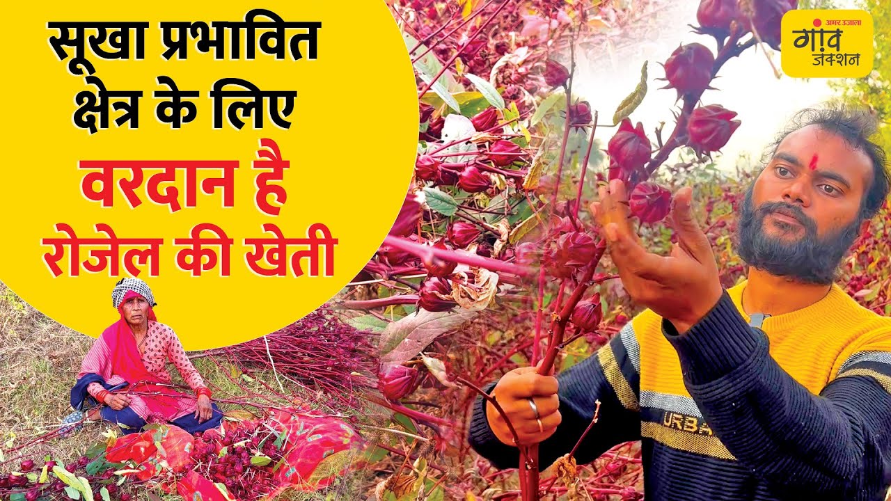 ROSELLE FARMING: कम पानी, कम मेहनत..किसानों के लिए वरदान है ये फसल | Gaon Junction LIVE