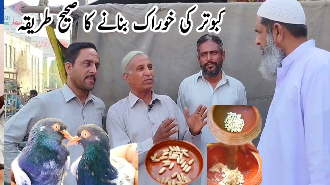 Kabootar ki khurak banane ka tarika || kabootar ka nuskha || amjad ali official