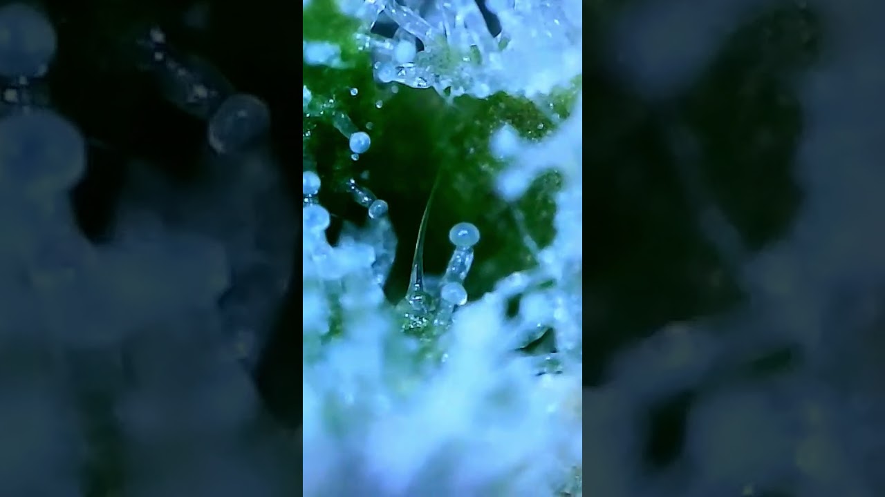 Kush Macro Trichome Video