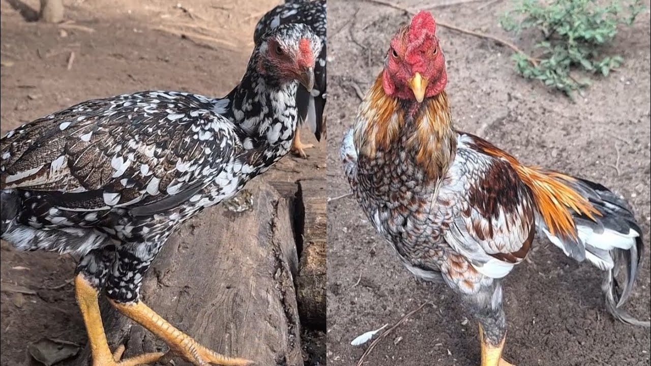 POR QUE MINHAS AVES TÊM NOMES TÃO DIFERENTES?