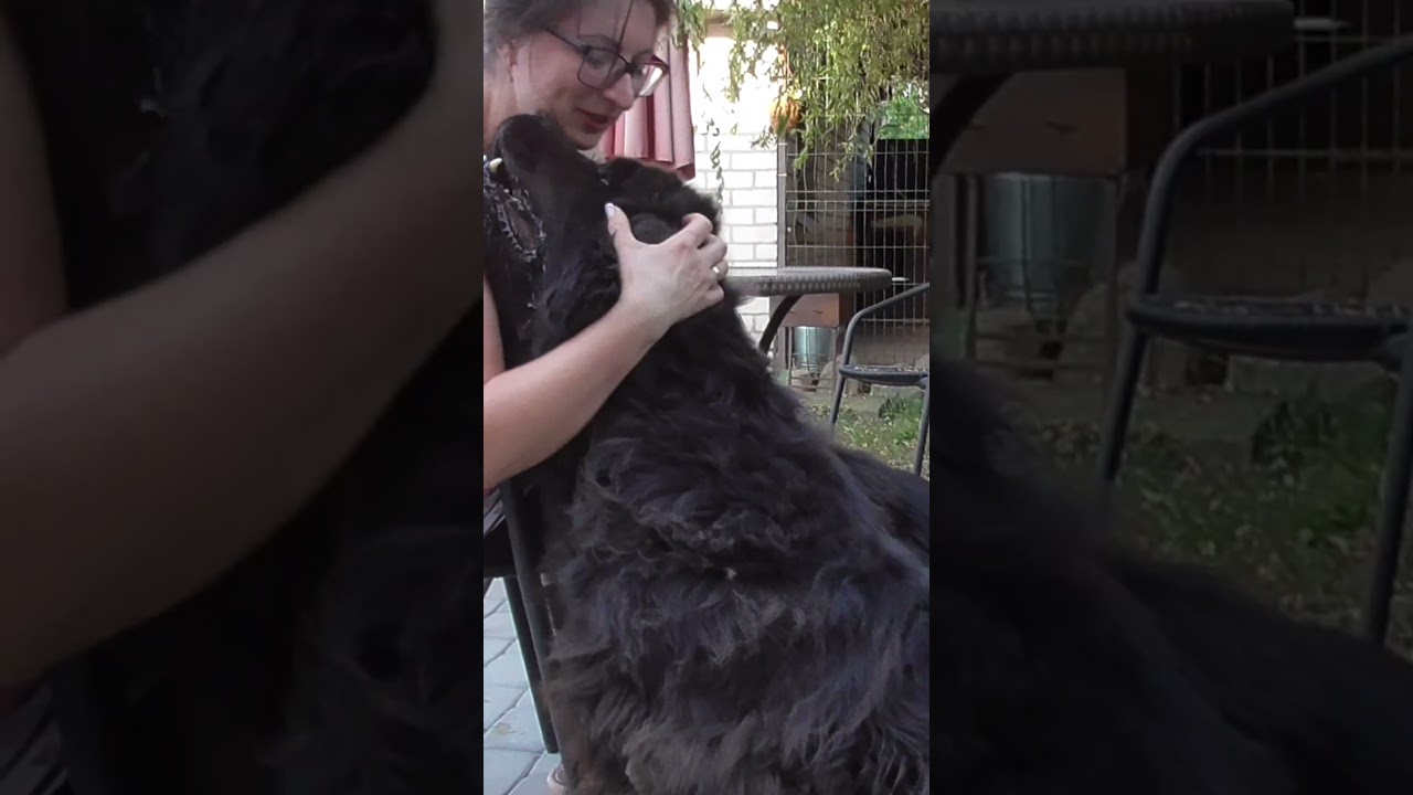 Double Newfoundland Love Attack!##dogsland#shortsvideo #newfoundlanddog