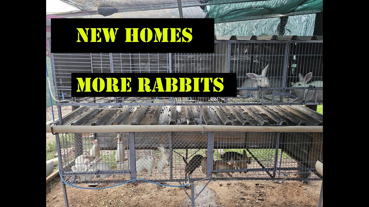Building More Rabbit Cages in 2025