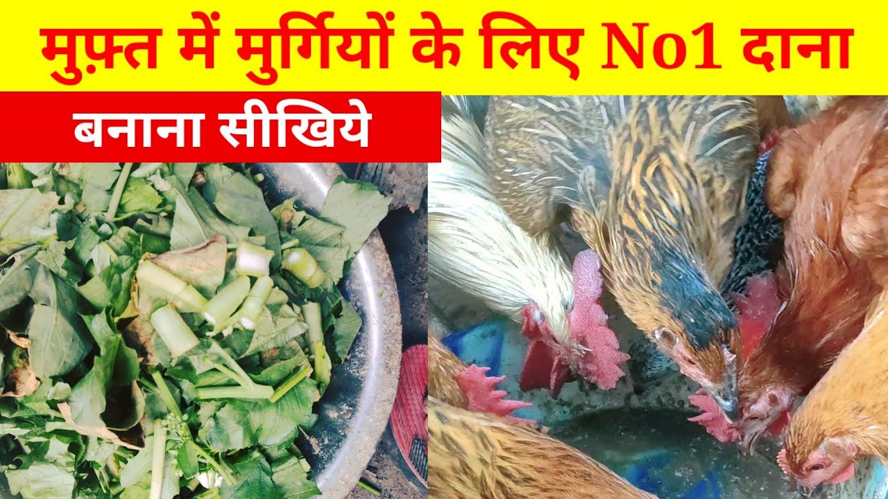 मुफ़्त में मुर्गियों के लिए जबरदस्त दाना बनाना सीखिये(Home made feed for local chicken)