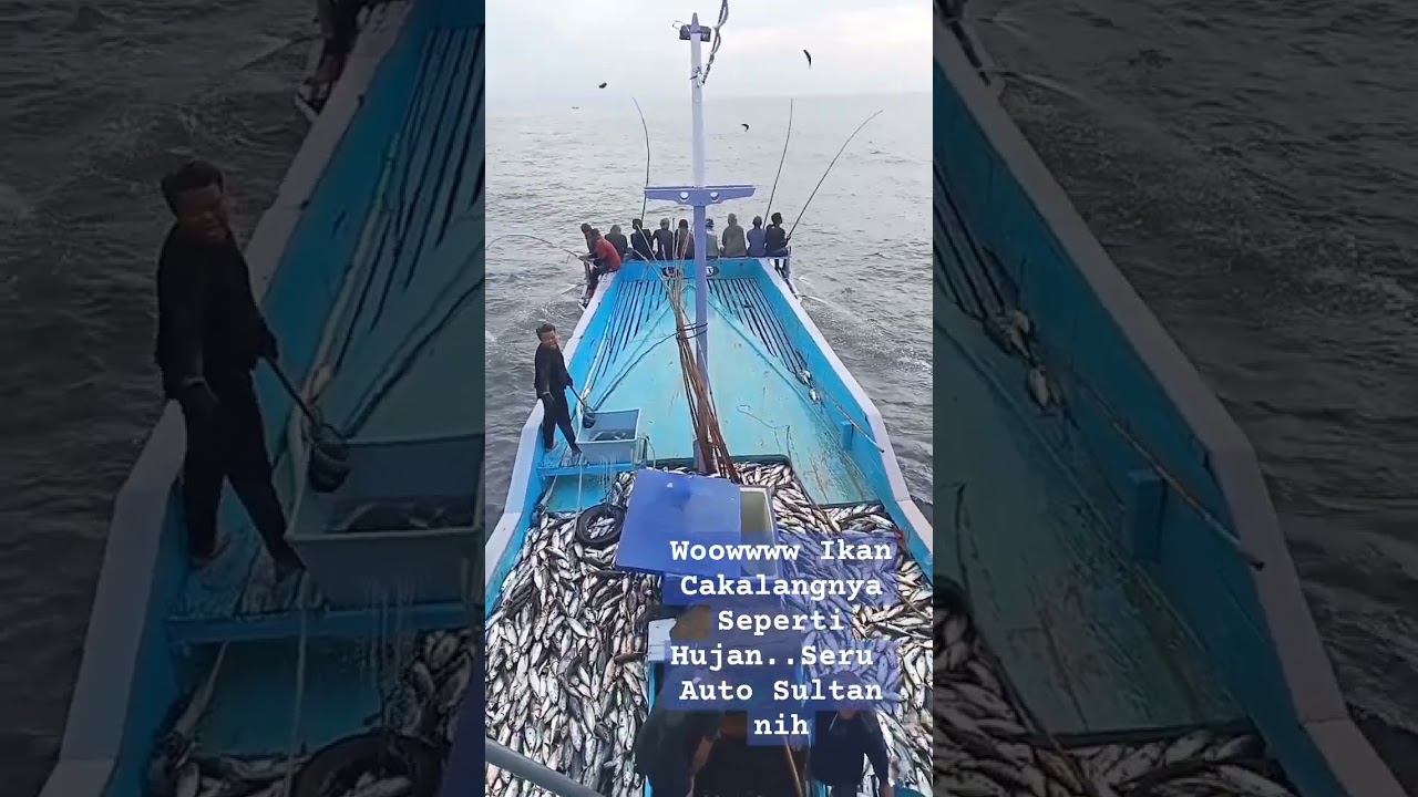 Seruu...Kapal Nelayan ini Dapat Puluhan Ton ikan Cakalang dalam 1 jam..