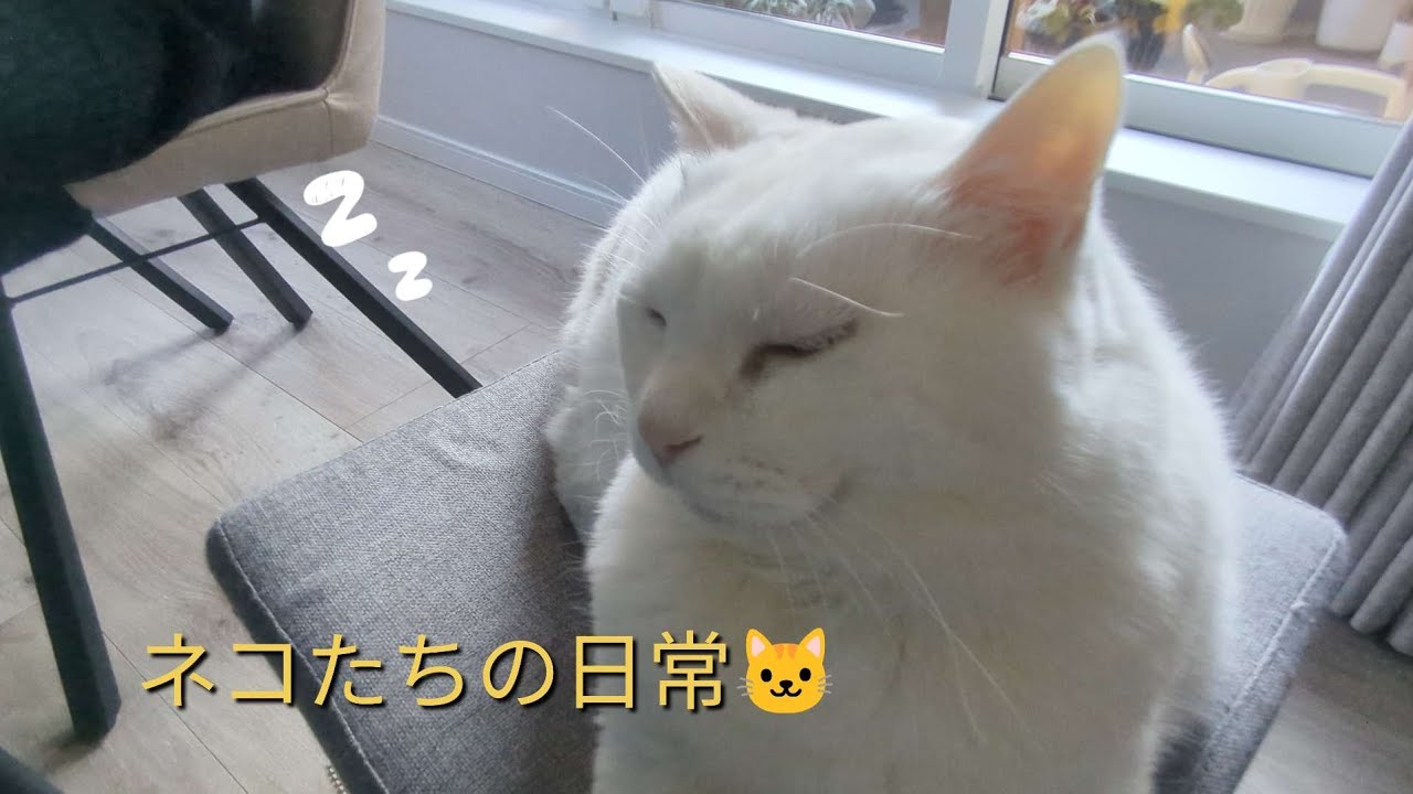 ネコたちの日常🐱