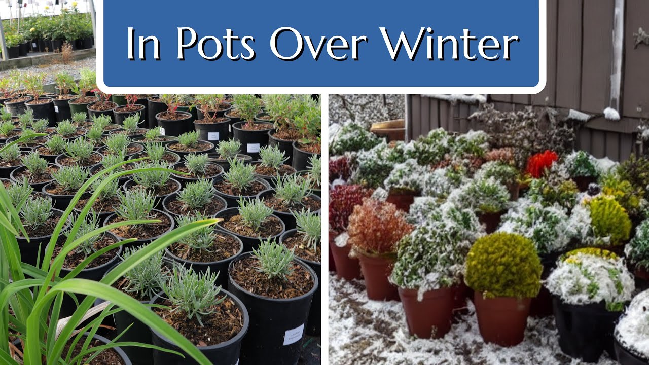 Plants in Pots over Winter? Prepare Now!
