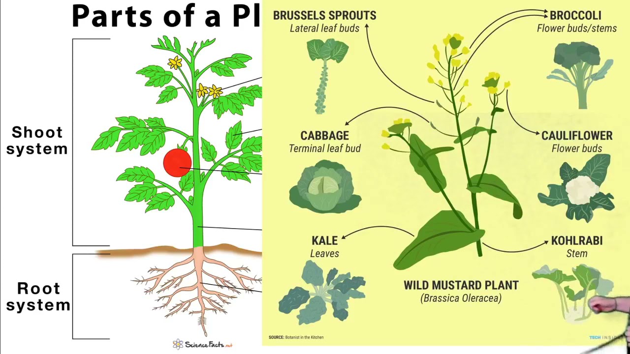 What is Brassica oleracea?