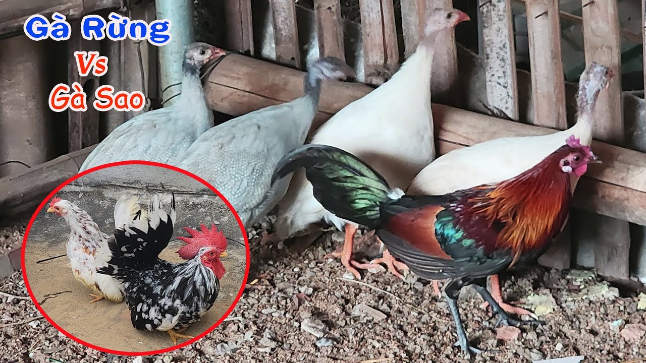 Thử Ghép Gà Rừng Với Gà Sao Chung Một Chuồng - Gà Tre Thái Đẻ Duy Nhất 1 Quả Trứng | Tuấn Nghịch TV